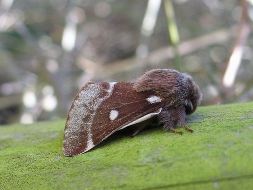 Small Eggar moth.