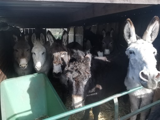 One of the stables at Whitby filled with donkeys.