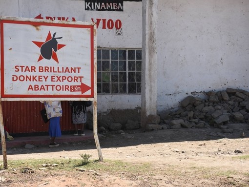 Star Brilliant Donkey Export Abattoir.
