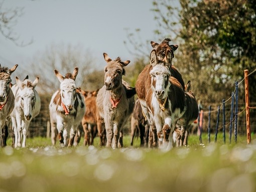 Group of donkeys running.