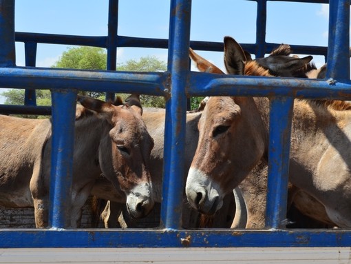 Donkeys waiting to go to abattoir.