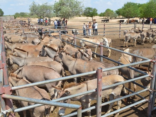 Pens of donkeys at market in Tanzania.
