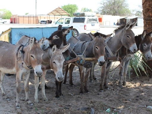 Tethered donkeys in shade with cart.
