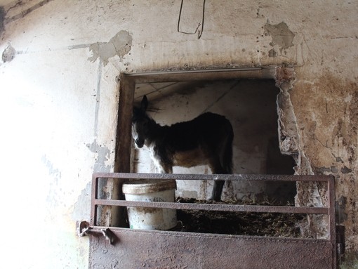 Timmy trapped in his stable.