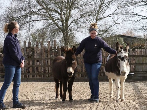 Two donkey assisted activities staff with two donkeys.
