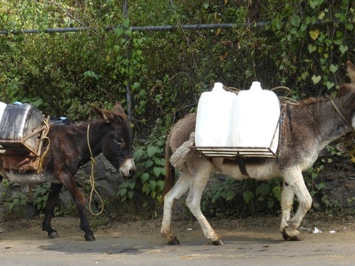 Two donkeys carrying water in Mexico.