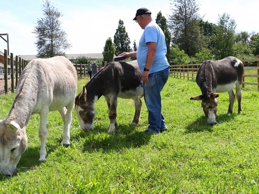 Army veteran interacting with donkeys.