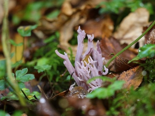 Violet coral fungus in Paccombe Farm woods.