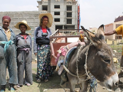 Working Donkey in Ethiopia.