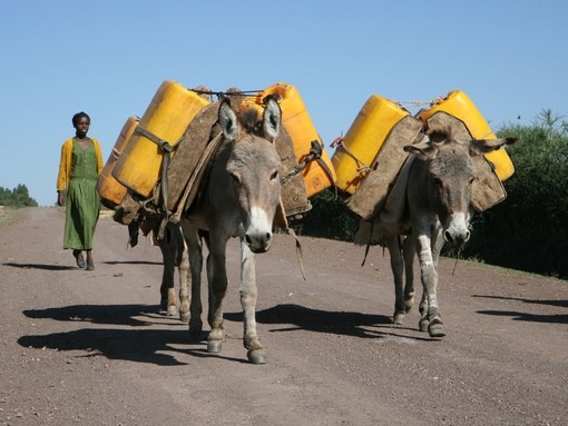 Working donkeys in Ethiopia carrying water.