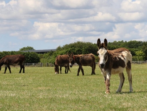 Donkey and friends at Trow Farm in Sidmouth