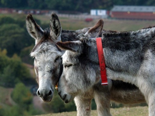 A pair of donkeys enjoying eachothers company