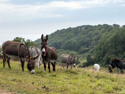 Donkeys grazing with sea view in background.