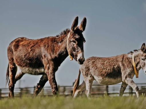 Donkeys at The Donkey Sanctuary.