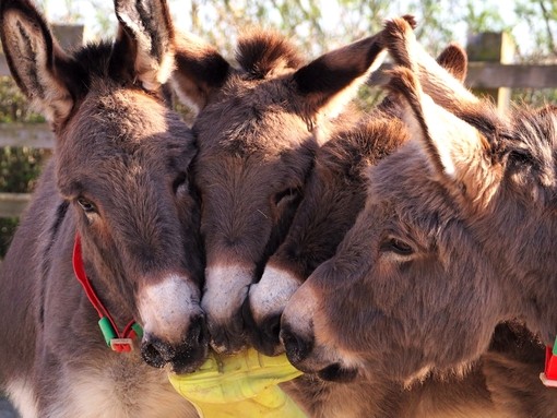 Four donkeys with welly boot