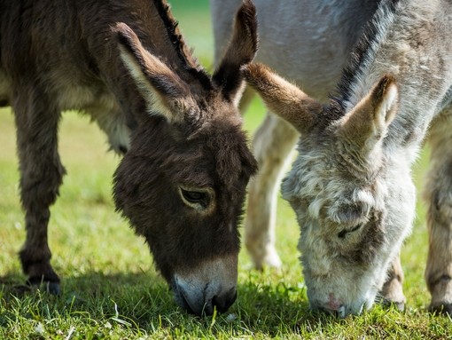 Two donkeys grazing in field.