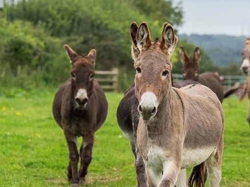 Herd of donkeys in a field
