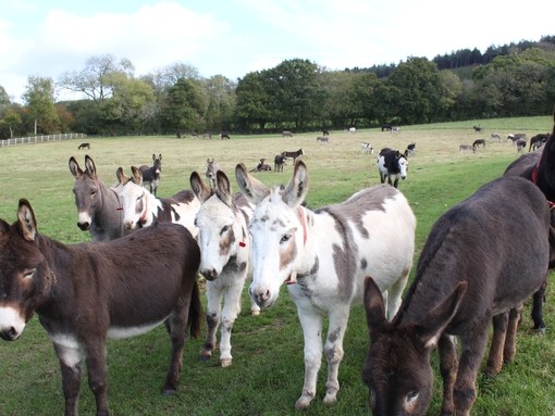 A herd of donkeys
