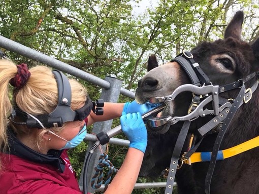 Vet Katie Read carrying out dental work outside.