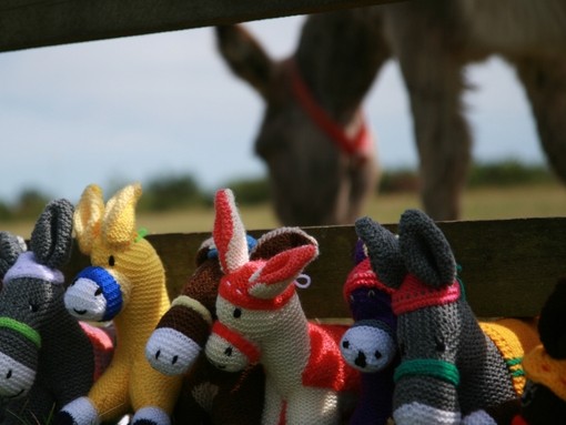 Knitted donkeys in front of donkey