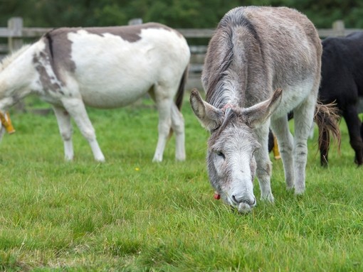 Two donkeys grazing at The Donkey Sanctuary