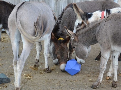 Donkeys enjoying enrichment.