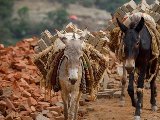 Donkey and mule carrying bricks in Nepal