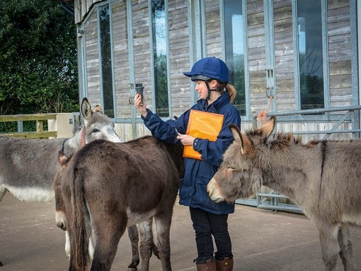 Donkeys take part in shelter study.