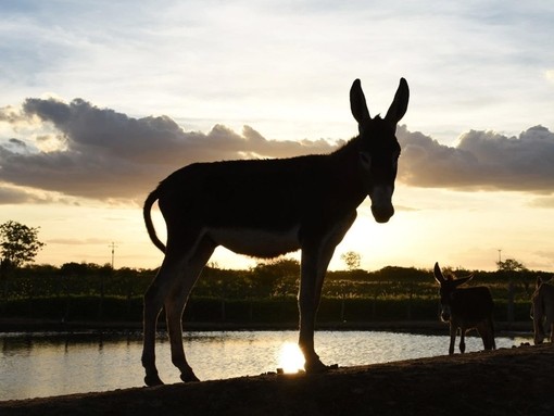 Donkey silhouetted against sky
