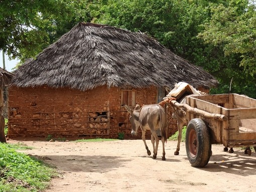 Donkeys pulling a car at the quarry on Manda Island