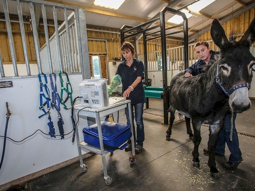 Donkey Georgie being treated by two vets at Brookfield Equine Hospital.