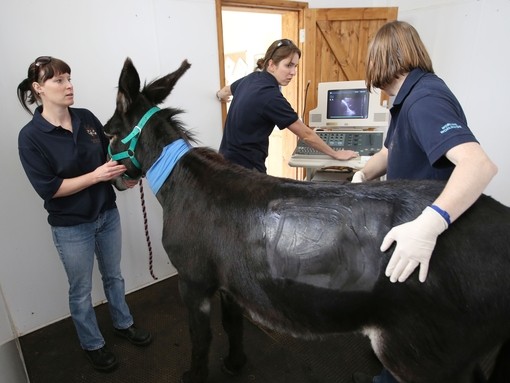 Donkey Georgie being scanned by the veterinary team at The Donkey Sanctuary hospital at Brookfield farm..