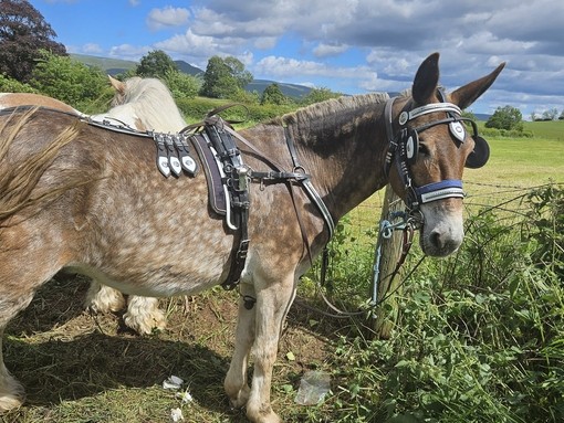 Malcom the mule at the Appleby Horse Fair
