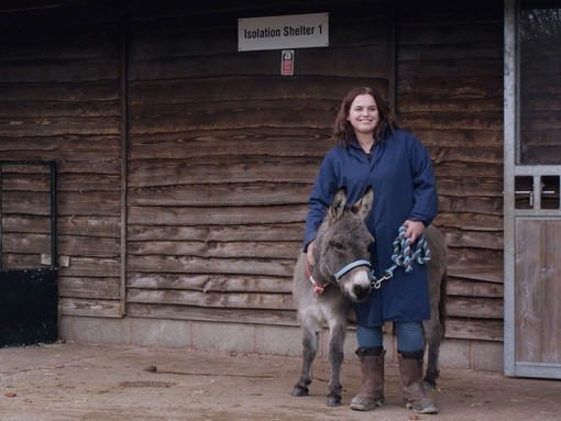A new arrivals donkey with groom