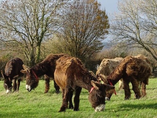 Poitou herd at Sidmouth sanctuary.