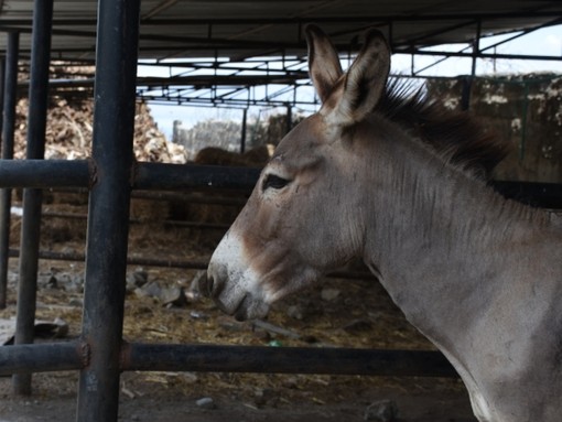 A donkey at a slaughterhouse in Kenya