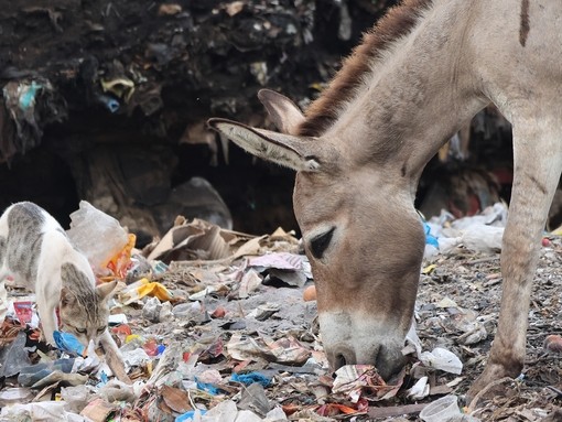 A donkey and a cat in at a dumpsite on Lamu island