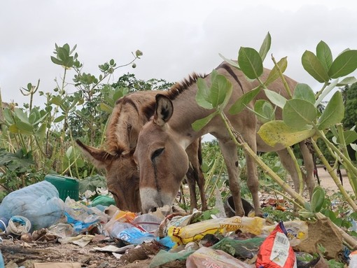 Two donkeys eating from a dumpsite in Lamu