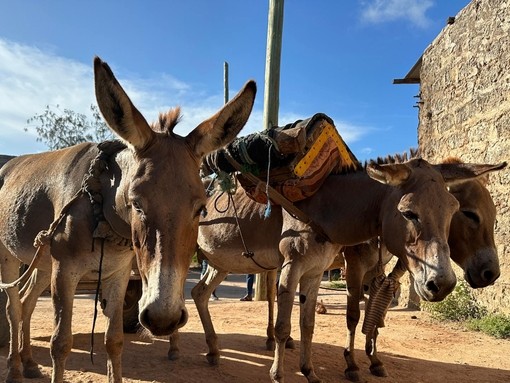 Three donkeys pulling a cart in Kenya