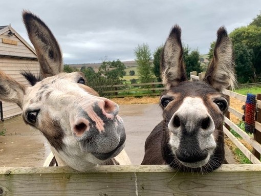 Two donkeys looking over a fence