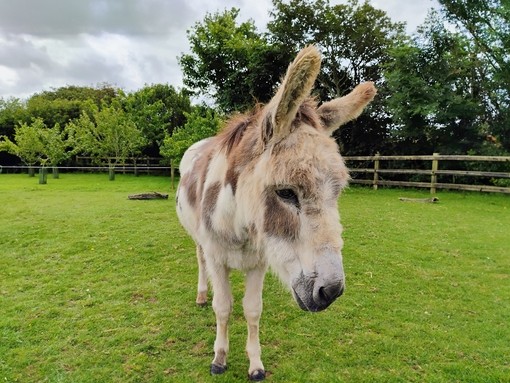 A white and brown donkey stood in his grass paddock