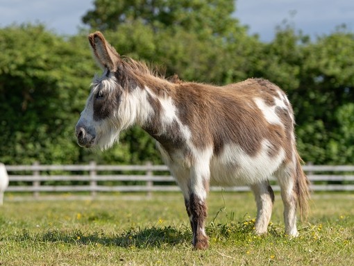 A white and brown donkey stood in a field