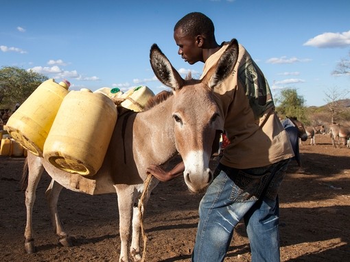 A man loading his donkey with water cans in Kenya