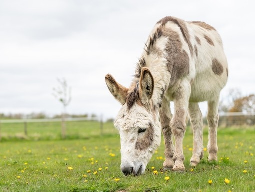 A skewbald donkey in a field
