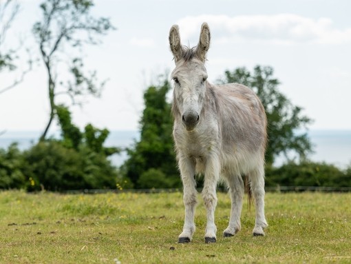 A grey donkey stood in a field