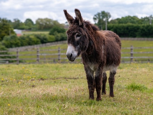 A brown donkey with a white nose in a field.