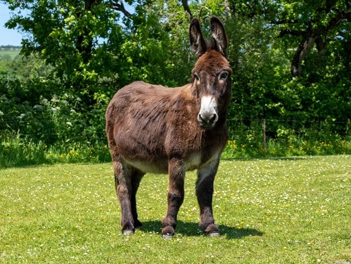 A dark brown donkey in a field