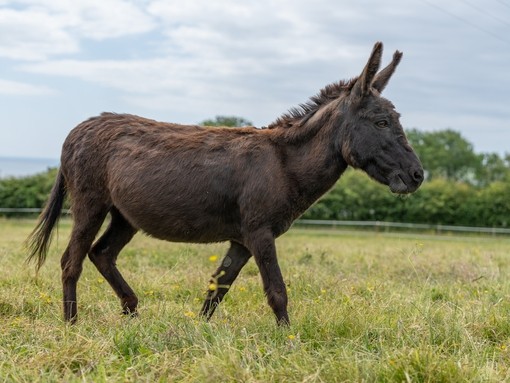 A dark brown donkey walking through a grass field
