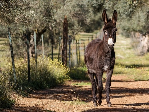 A donkey stood on a mud track at a sanctuary in Spain.