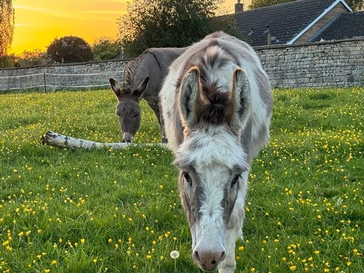 A white and brown donkey walking in a field with a brown donkey smelling a tree branch behind